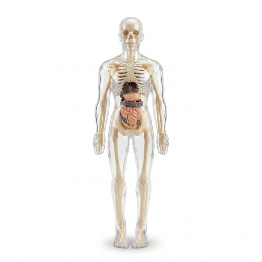 Clear 3D Human Anatomy Model – Removable Organs & Skeleton