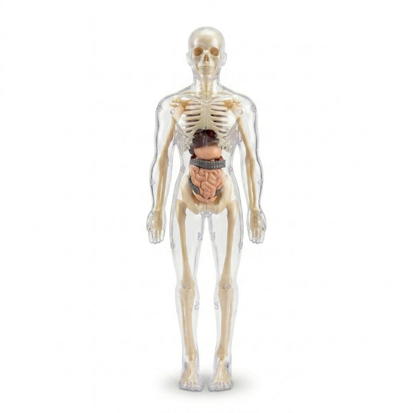 Clear 3D Human Anatomy Model – Removable Organs & Skeleton