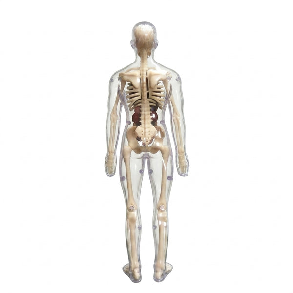 Clear 3D Human Anatomy Model – Removable Organs & Skeleton